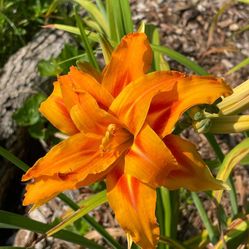 Daylilies Perennial Homegrown Plants 