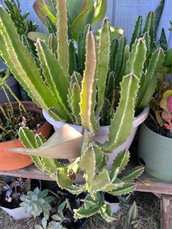 Succulent plant