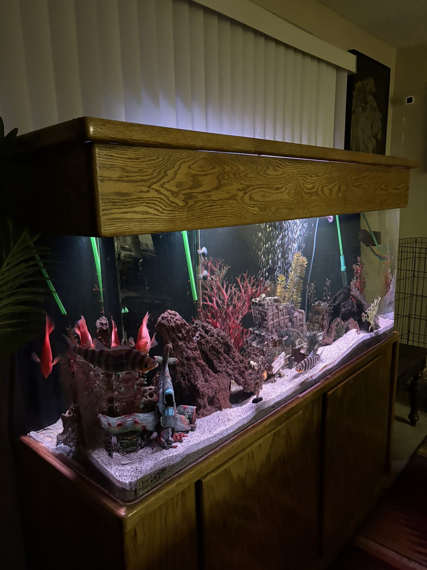 Fish Tank