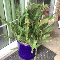 Helecho Plant 🪴🌿