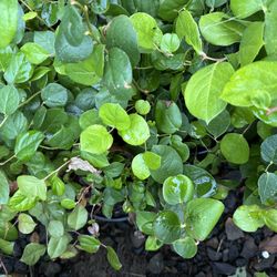 SALAL ‘GAULTHERIA SHALLON’ 1 GAL