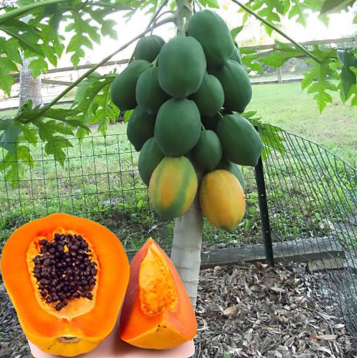 Papaya-pawpaw plants / Only four left asking $20 for all