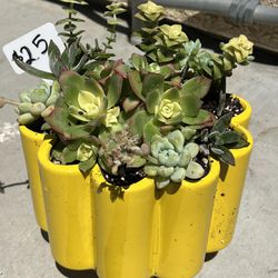 Mother’s Day Succulent Gift