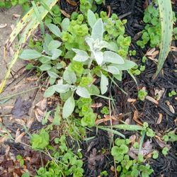 Lambs Ear Plant