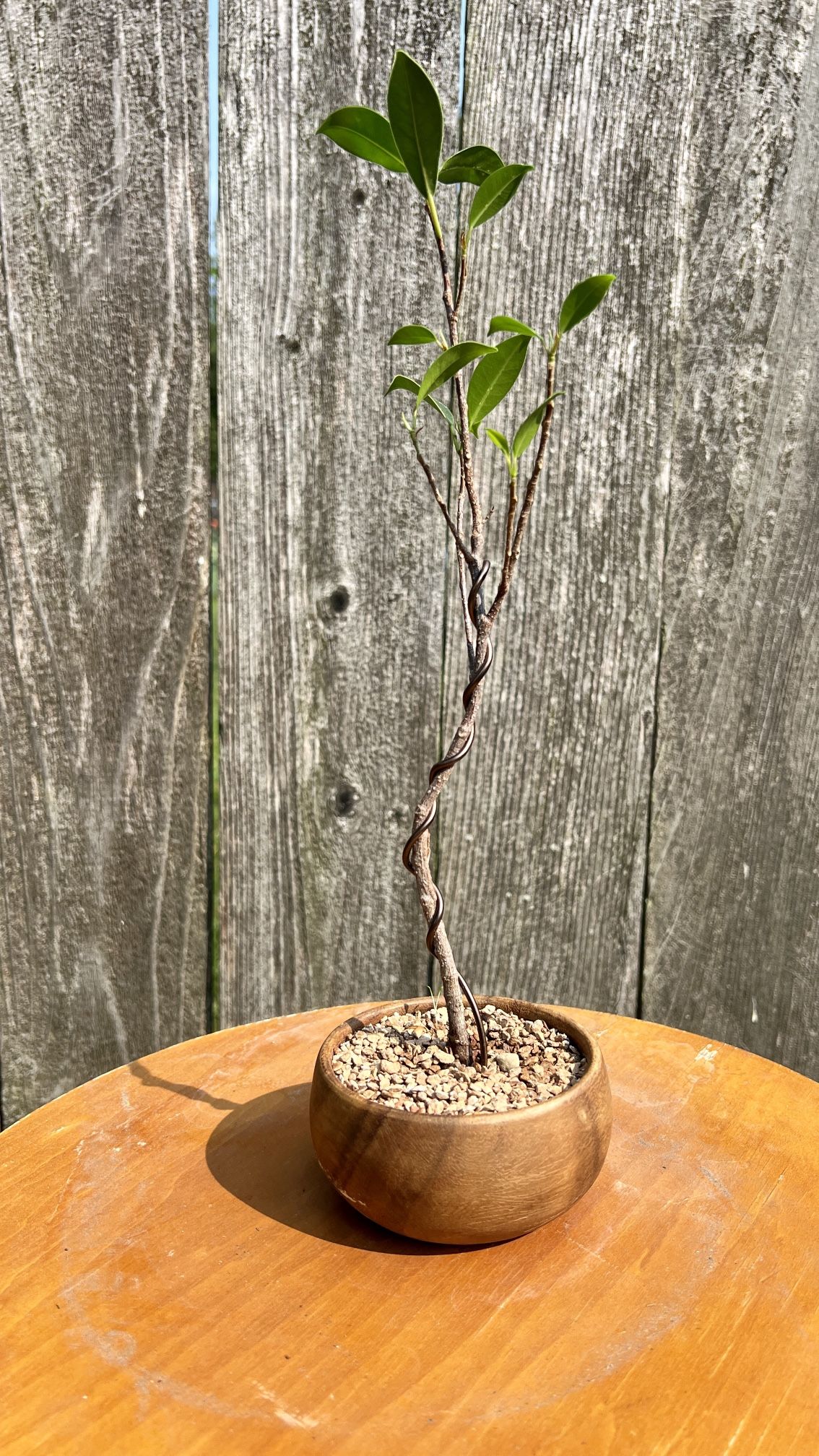 Tropical Ficus Bonsai