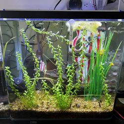 25 Gallon Tall Fish Tank Set!