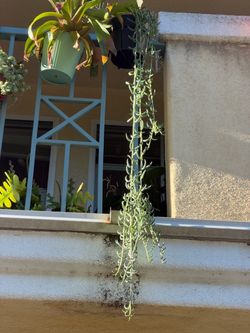 Hanging string of banana