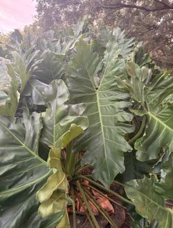 GIANT Elephant Ears