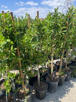 Ficus tree 🌲