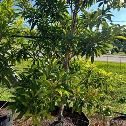 Sapodilla 30 & 45 Gallons 