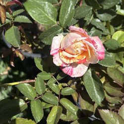 Rosales bundle(4) rosales (4)