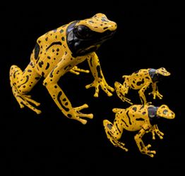 Custom made Dart Frogs