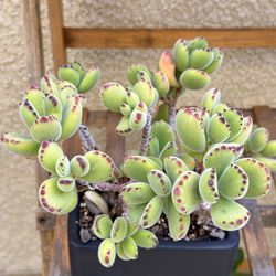 Succulent plant “bears paw” in 6” pot