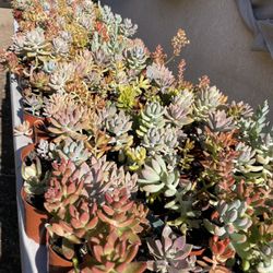 Cactus and Succulent’s 🌵