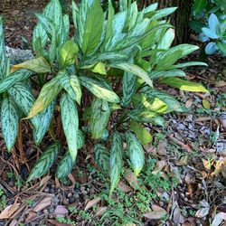 Malanga Tree Plant