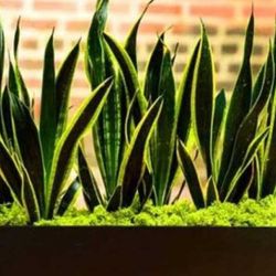 Sansevieria Laurentii (Viper’s Bowstring Hemp, Variegated Snake Plant, Mother-in-Law’s Tongue, African Spear) live plant 2-3 ft tall