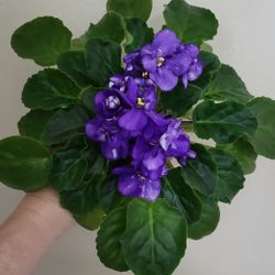 Large African Violet 2 Available 
