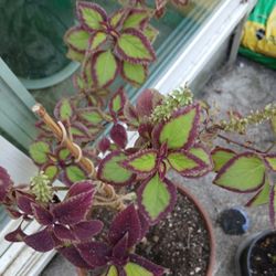Cute And Healthy Plant.