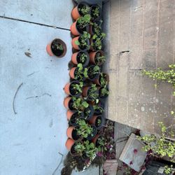 Hollyhock Seedlings 🌱 