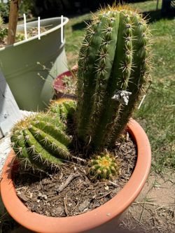 Arizona Saguaro Cactus