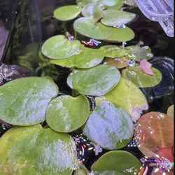 Frogbit 