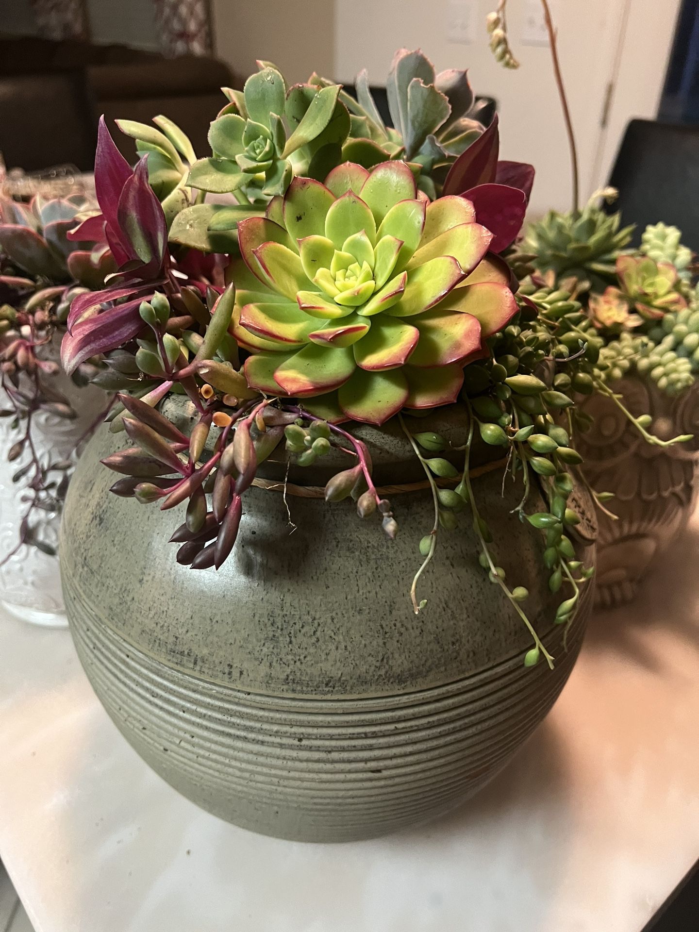 Large Beautiful Succulent Planter