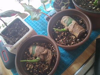 PLANTS
