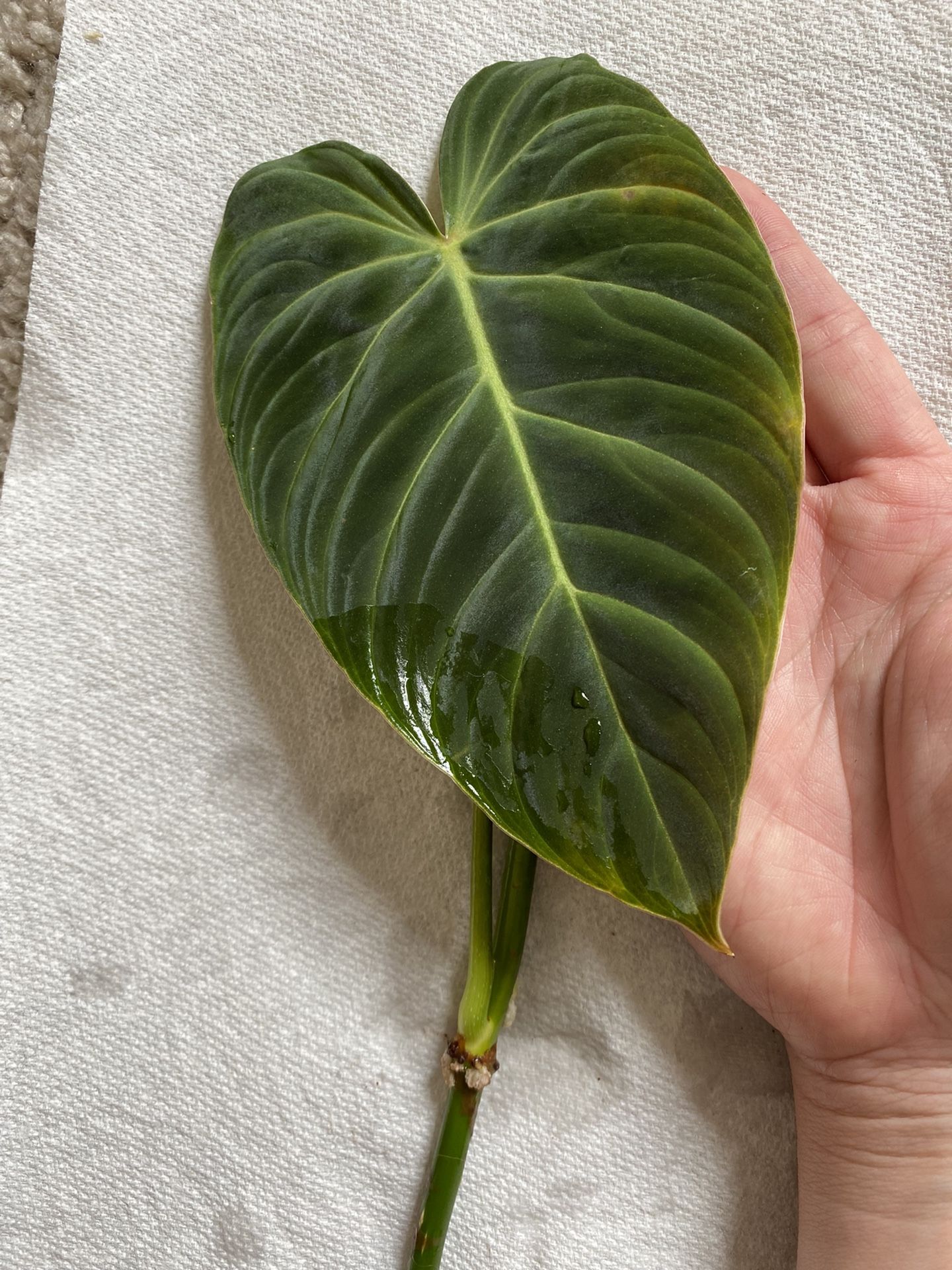 B: Philodendron Splendid Cutting Plant