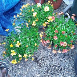 Potted Flowers and Hanging Baskets