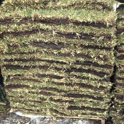 St Augustine Sod - Pallet