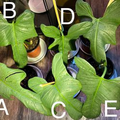 Mature Philodendron Bipennifolium (Horse Head Plant) 6” pot 