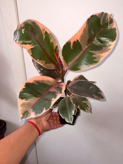 Ficus Ruby