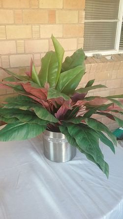 KNOX CYLINDER PLANTER MEDIUM 18" DIAMETER X 18 " H Fake plant with stainless steel pot.