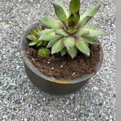 Succulents In A Brass Planter. 