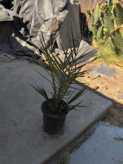 Date palm