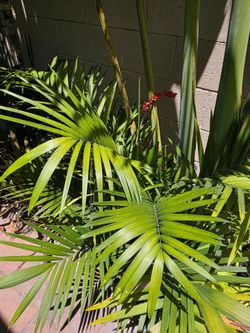 Chamaedorea radicalis short type seeds