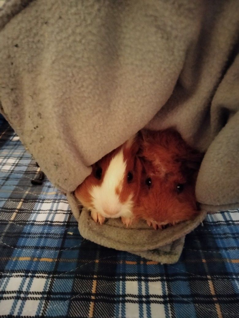 Guinea Pig Enclosure