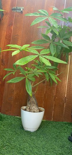 Money tree “ pachira aquatica “ natural plant
