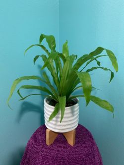 Fern in white ceramic vase with stand 🌱❤️