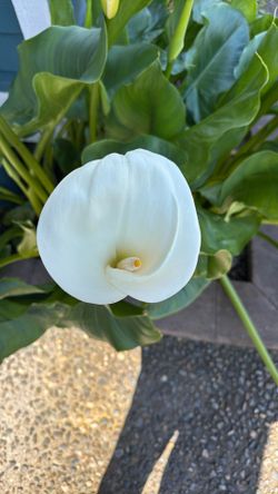 Calla Lily