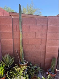 (6) Plants - including 6ft Venezuelan Apple Cactus