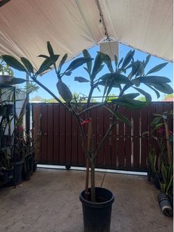 Plumerias