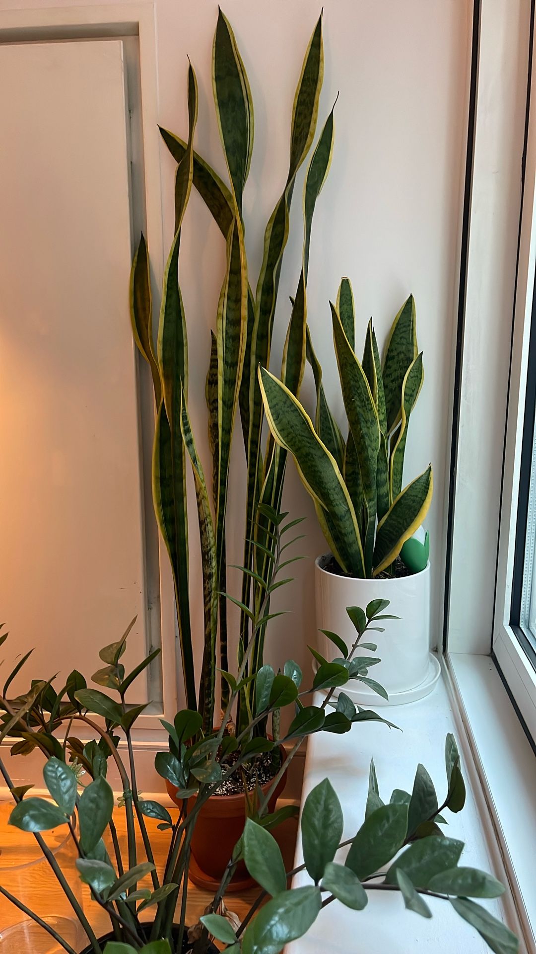 Small-medium snake plant Approx 1.5 Feet Tall 