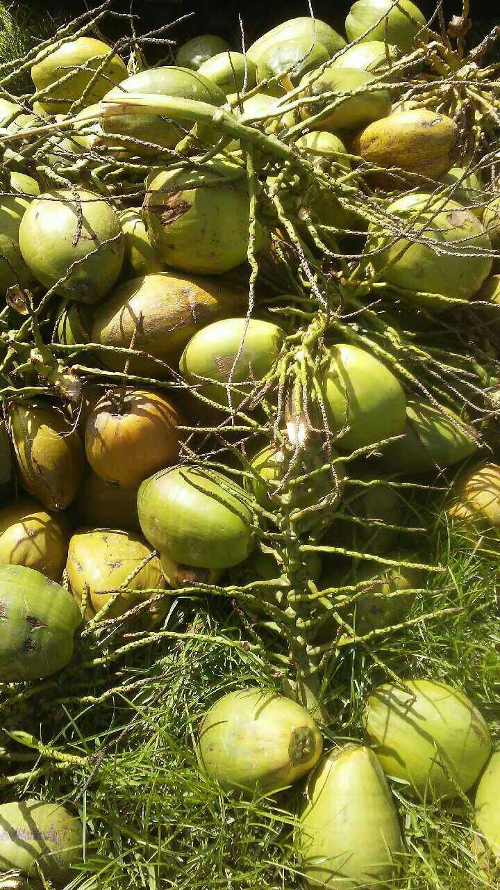 Fresh Coconuts $1