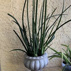 AFRICAN SPEAR PLANT 🌱 