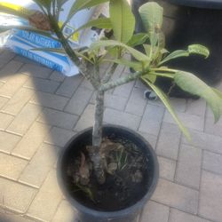Plumeria Plant
