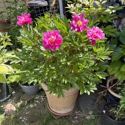 Blooming Potted Plant Magenta Pink Flowers 