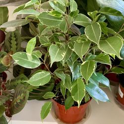 ♥️VARIEGATED Weeping Fig Low maintenance & stress-reducing, perfect for busy plant lovers