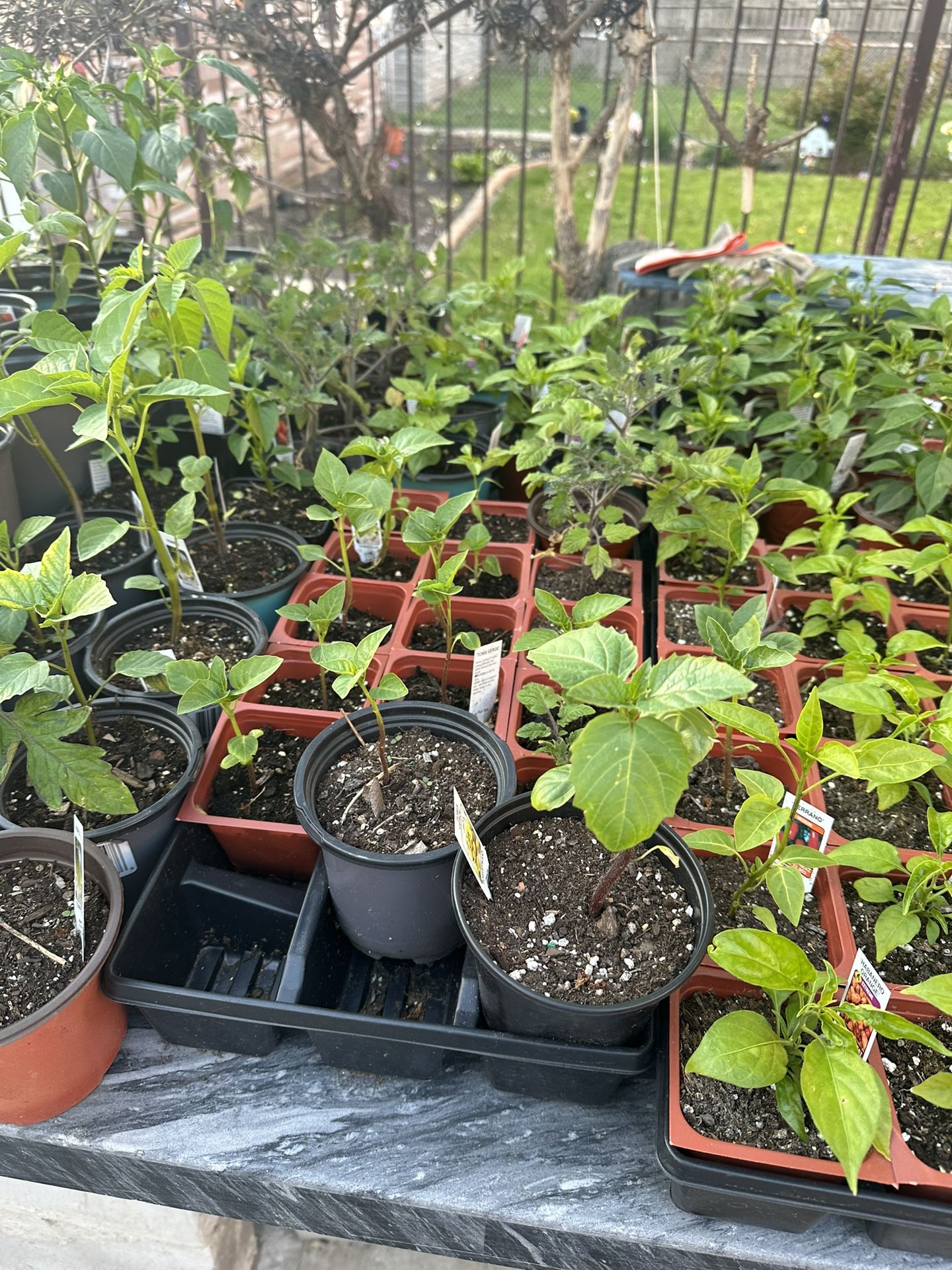 Plantas De Chiles , Súper Chile Serrano Abanero Jalapeño