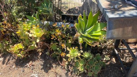 Free succulents